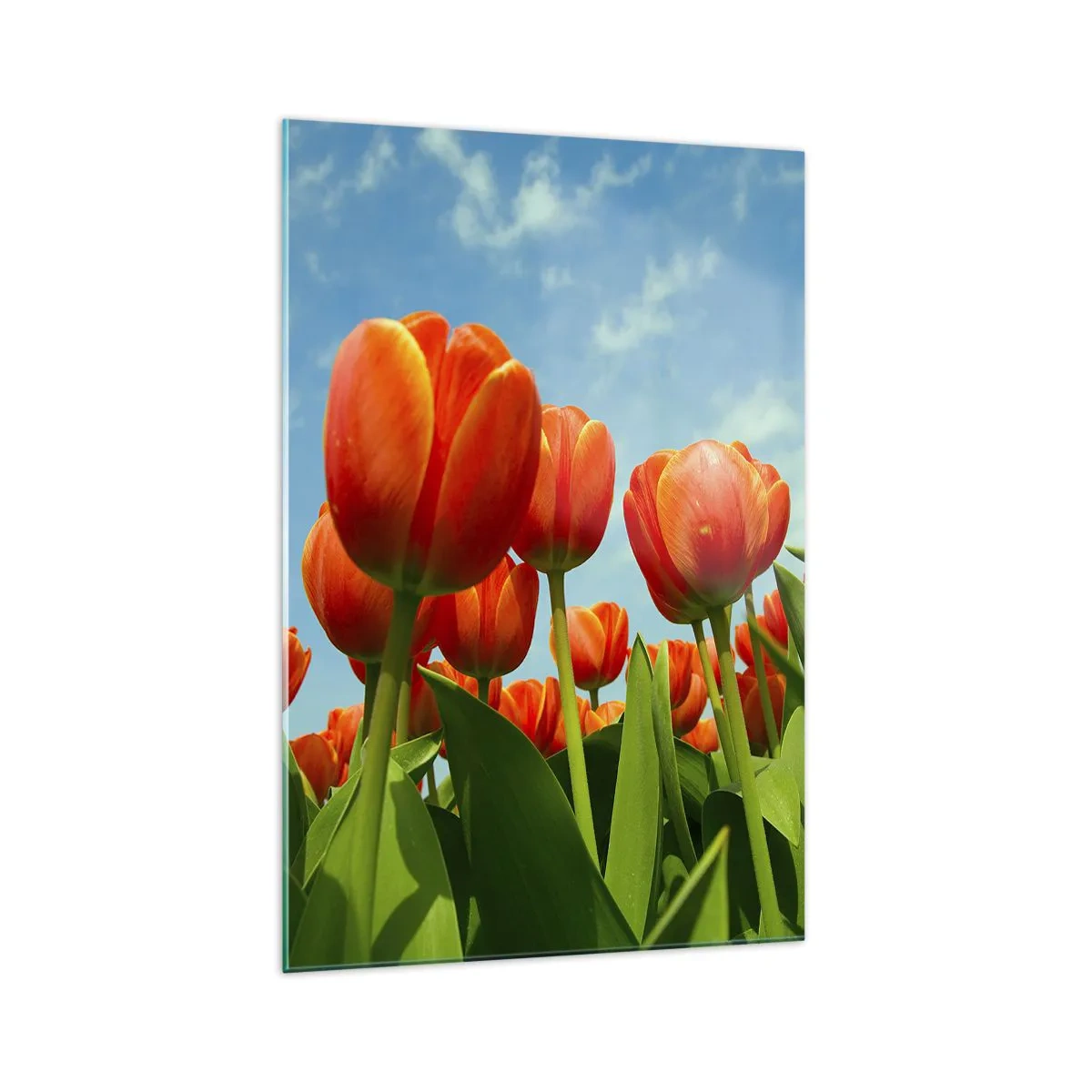 Glasbild - Bild auf glas - Ein Feld mit roten und orangefarbenen Tulpen vor blauem Himmel - 70x100cm - Außer dem blauen Himmel brauchen sie nichts in ihrem Leben - Moderne Wanddekoration für Wohnzimmer und Schlafzimmer ARTTOR