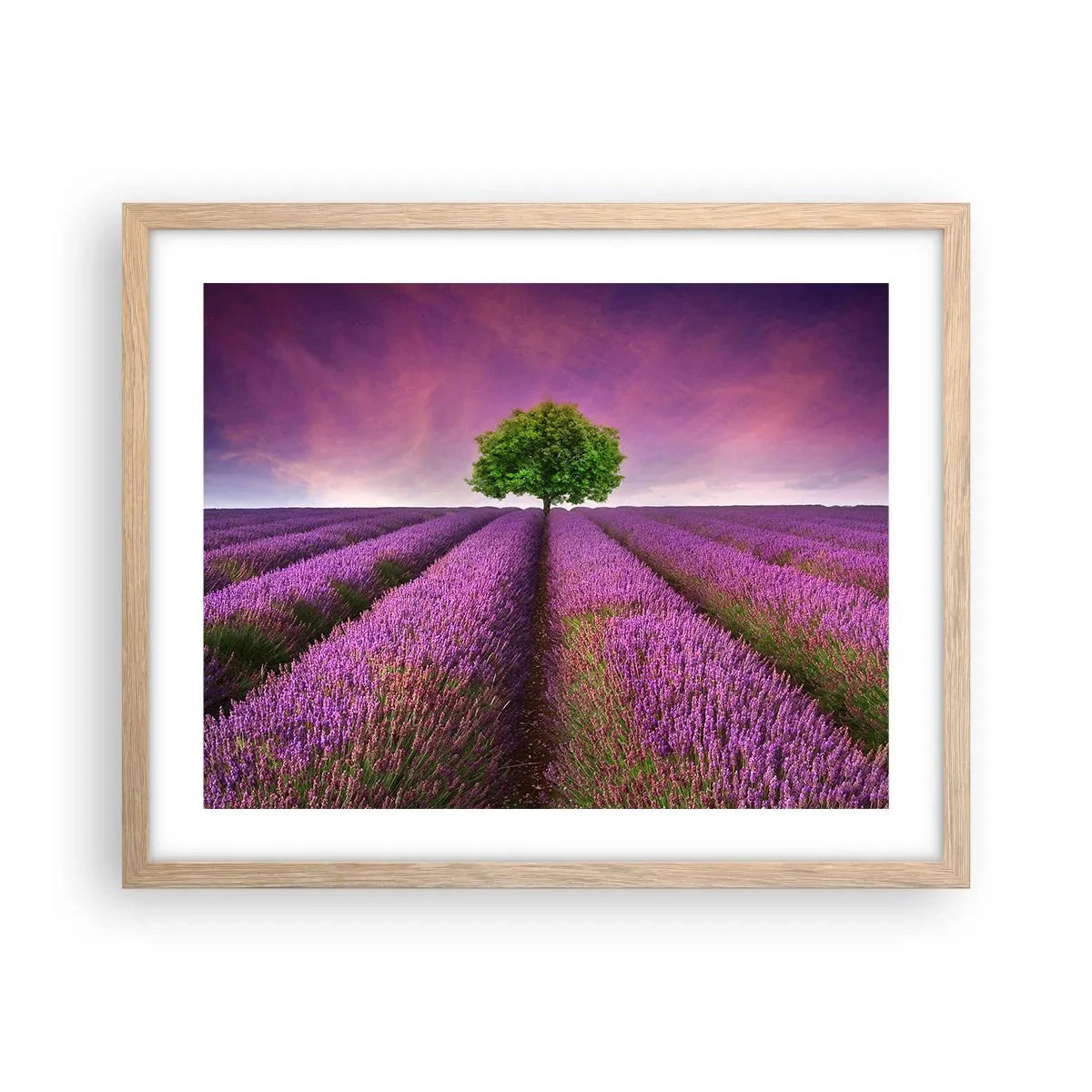 Poster in einem Rahmen aus heller Eiche - Auf Lavendelfeldern - 50x40 cm