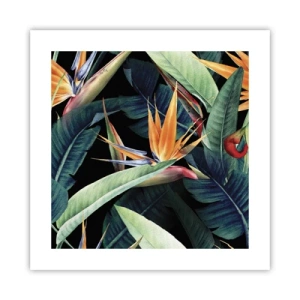 Poster - Flammende Blumen der Tropen - 40x40 cm