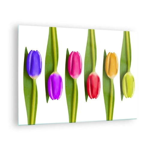 Glasbild - Bild auf glas - Bunte Tulpen auf weißem Hintergrund angeordnet - 70x50cm - Regenbogenkomposition - Moderne Wanddekoration für Wohnzimmer und Schlafzimmer ARTTOR