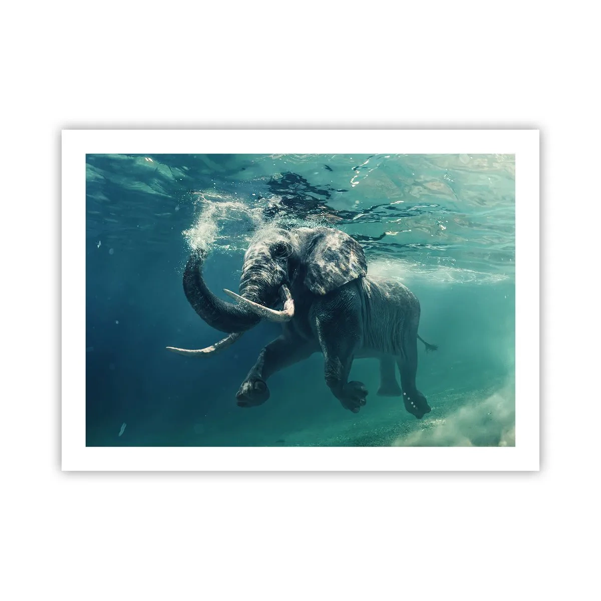 Poster - Jeder schwimmt gerne - 70x50 cm