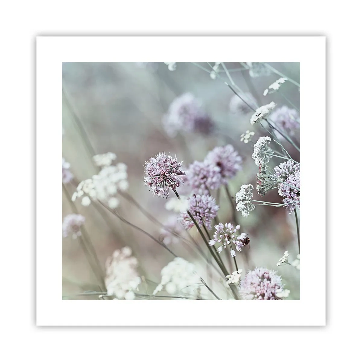 Poster - Süße filigrane Kräuter - 40x40 cm
