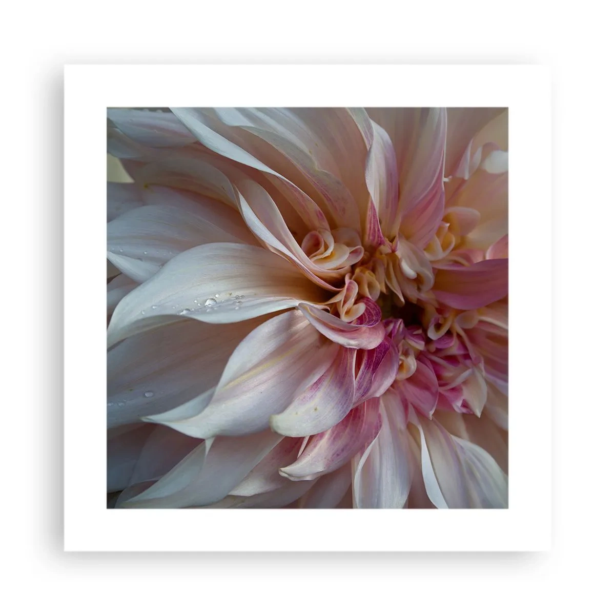 Poster - Blühende Frische - 40x40 cm