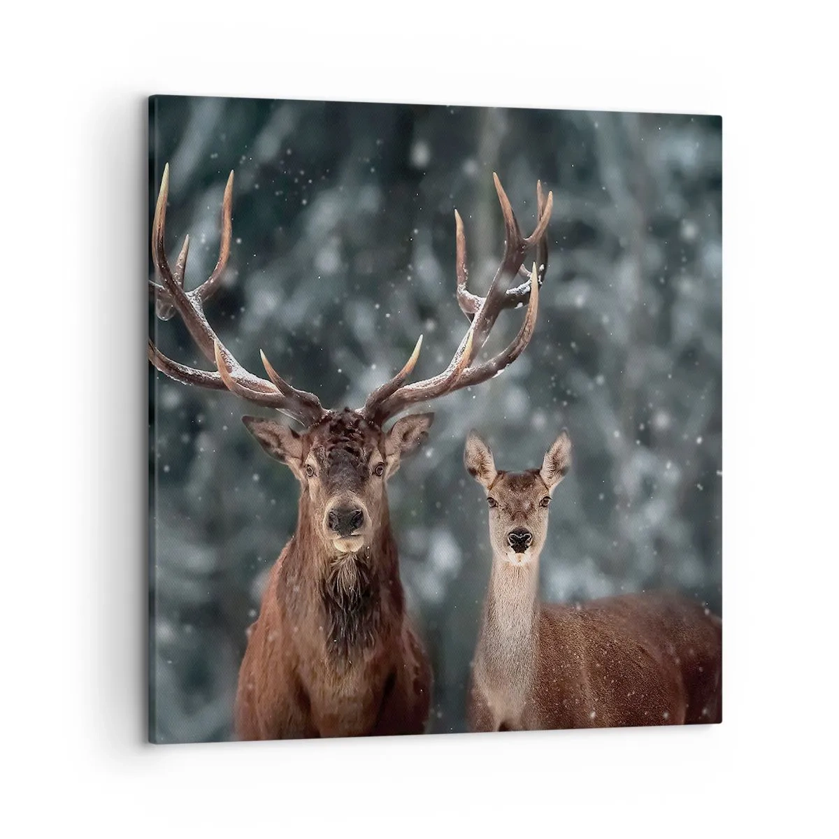 Bild auf Leinwand - Leinwandbild - Herr des Waldes mit seiner Frau - 50x50 cm