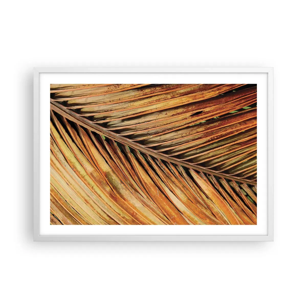 Poster in einem weißen Rahmen - Kokosnuss-Gold - 70x50 cm