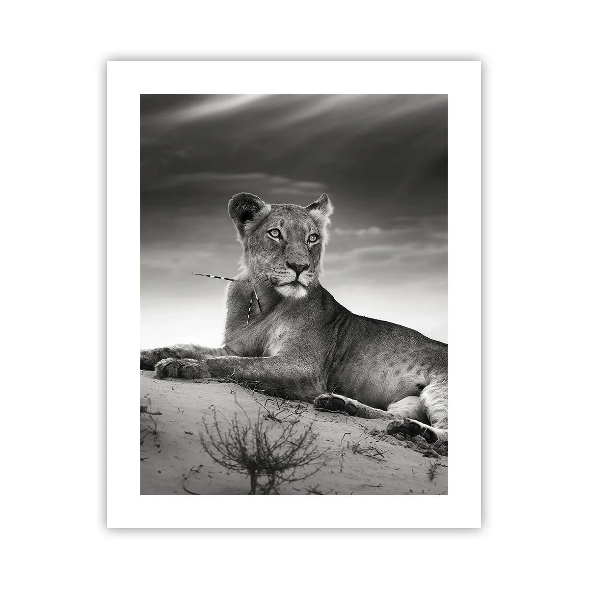 Poster - Die Königin der Wüstenruhe - 40x50 cm