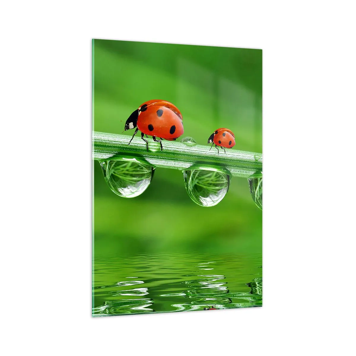 Glasbild - Bild auf glas - Marienkäfer auf einem Grashalm mit Tautropfen in einer natürlichen Umgebung - 70x100cm - Den ganzen Sommer unterwegs - Moderne Wanddekoration für Wohnzimmer und Schlafzimmer ARTTOR