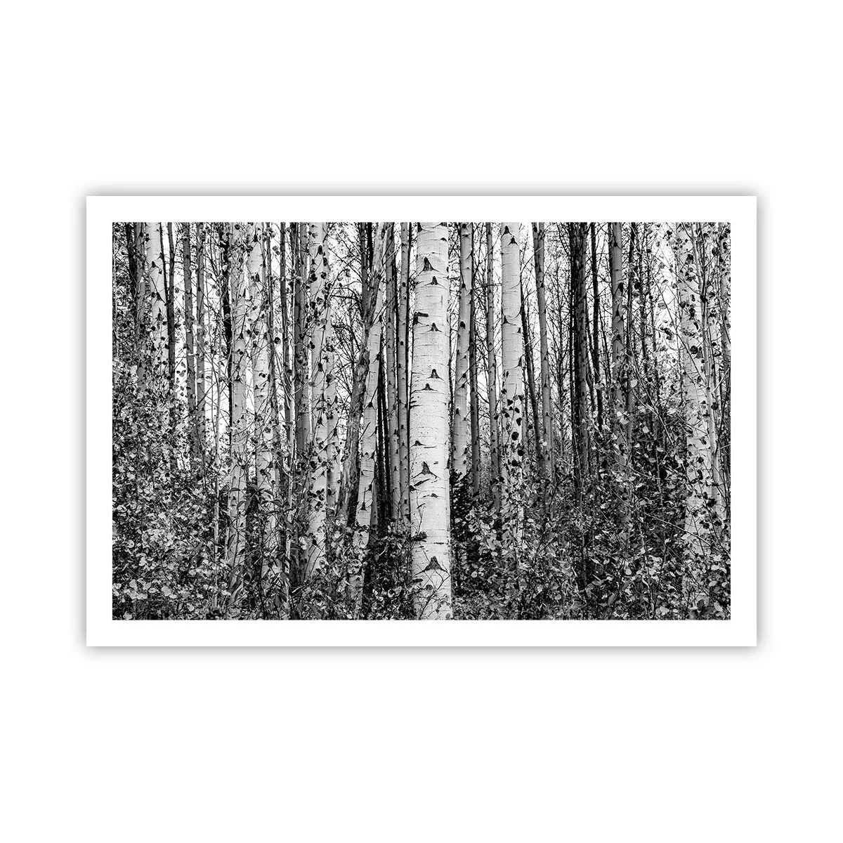 Poster - Birkenkolonnade - 91x61 cm