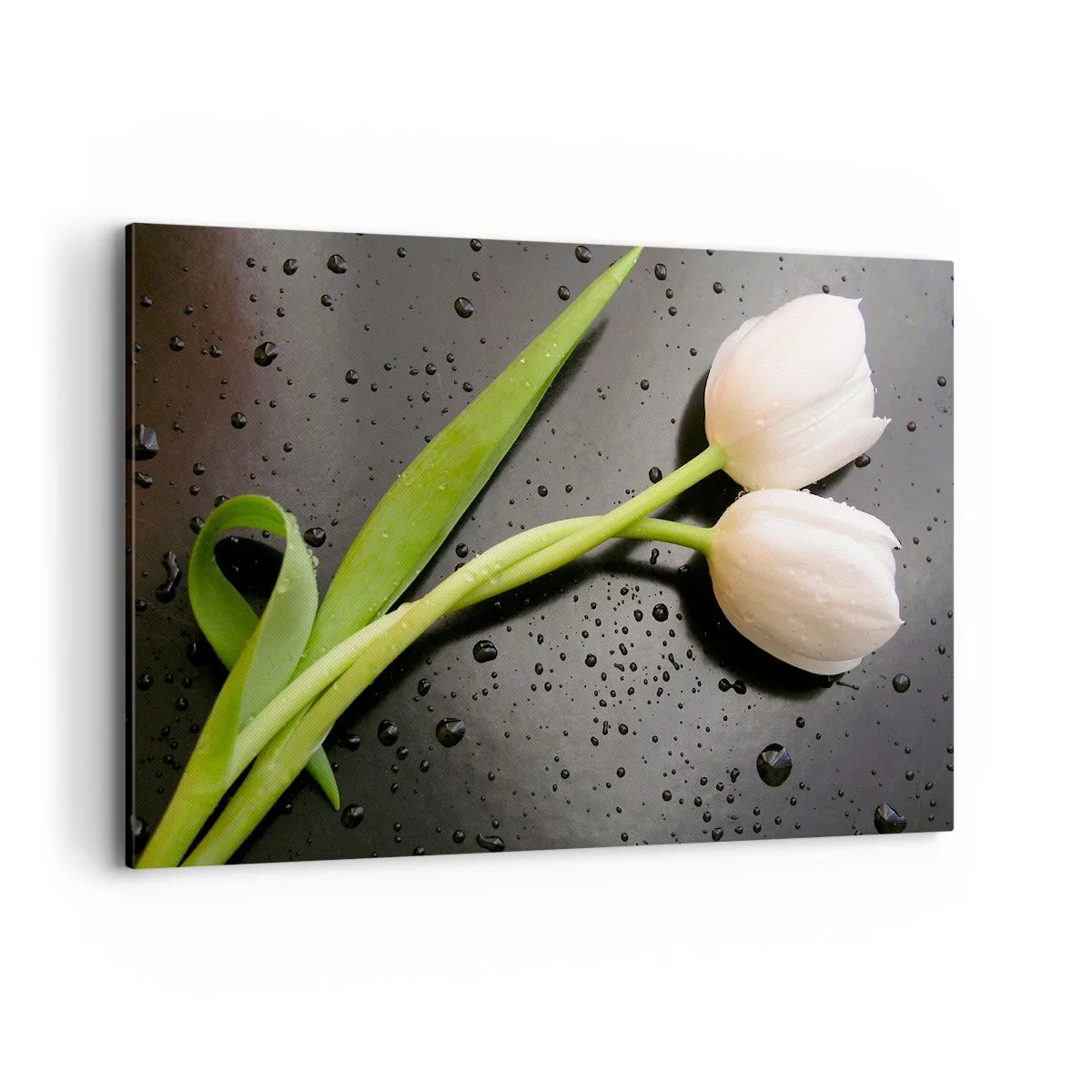 Bild auf Leinwand - Leinwandbild - Weiße Tulpen auf schwarzem Hintergrund mit Wassertropfen - 120x80cm - Frühlingsgewebe - Moderne Wanddekoration für Wohnzimmer und Schlafzimmer ARTTOR