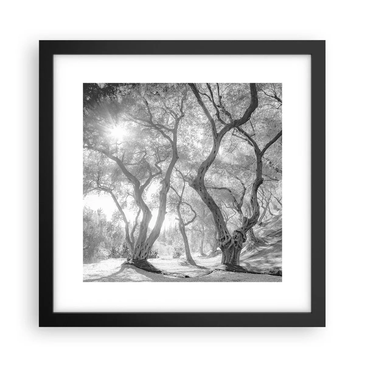 Poster in einem schwarzem Rahmen - Im Olivenhain - 30x30 cm