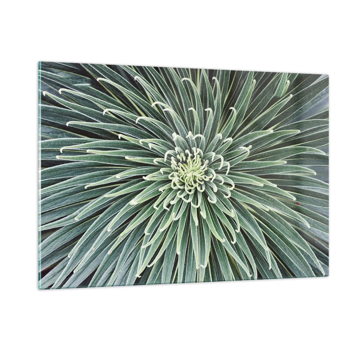 Glasbild - Bild auf glas - Symmetrische Rosette aus grünen Blättern in der Makrofotografie - 120x80cm - Ein Star ist geboren - Moderne Wanddekoration für Wohnzimmer und Schlafzimmer ARTTOR