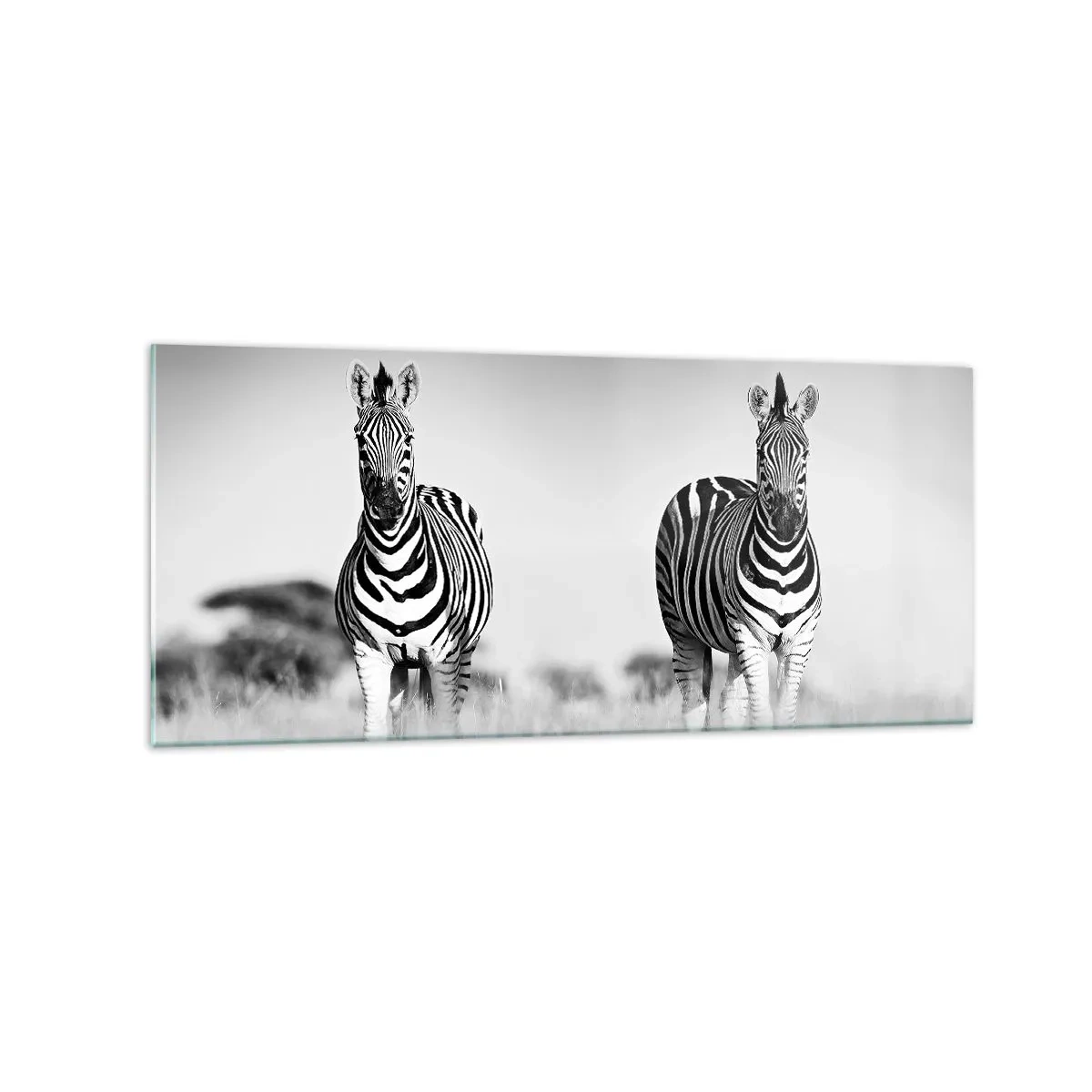 Glasbild - Bild auf glas - Zwei Zebras in der Savanne im monochromen Stil - 120x50cm - Die Welt ist doch schwarz-weiß - Moderne Wanddekoration für Wohnzimmer und Schlafzimmer ARTTOR