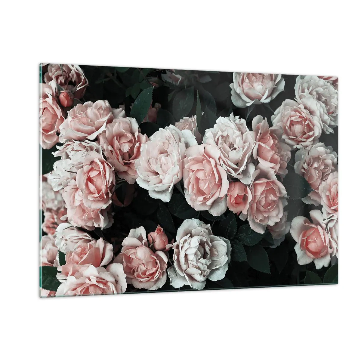 Glasbild - Bild auf glas - Eine Nahaufnahme eines Straußes rosa Rosen auf dunklem Hintergrund - 120x80cm - Rosen-Ensemble - Moderne Wanddekoration für Wohnzimmer und Schlafzimmer ARTTOR