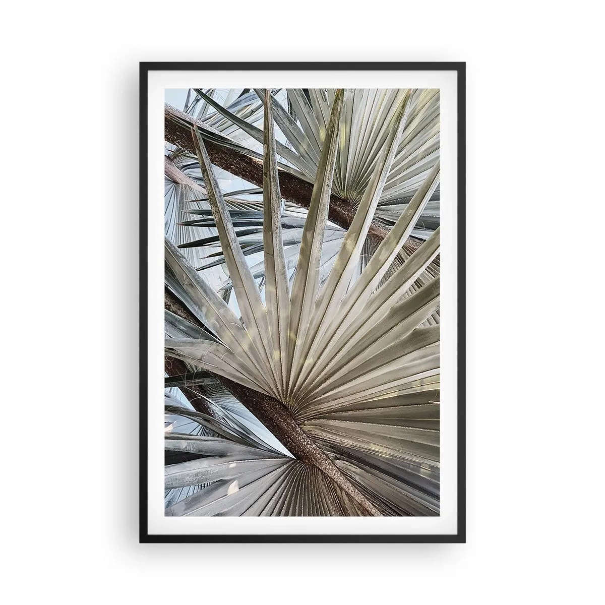 Poster in einem schwarzem Rahmen - Fans in den Tropen - 61x91 cm