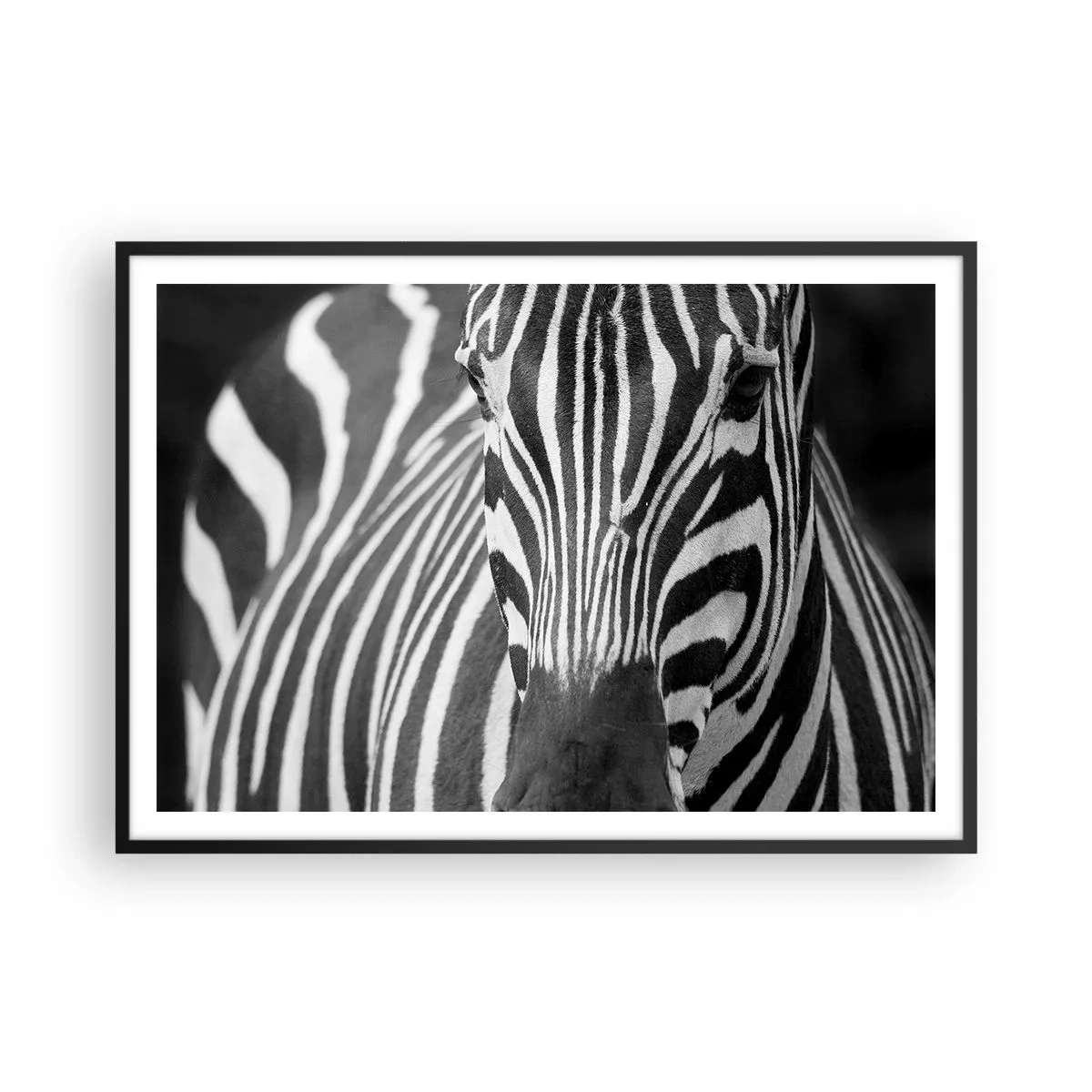 Poster in einem schwarzem Rahmen - Eine Schwarz-Weiß-Nahaufnahme eines Zebras mit seinen charakteristischen Streifen. - 100x70cm - Die Welt ist schwarz und weiß - Moderne Wanddekoration für Wohnzimmer und Schlafzimmer ARTTOR