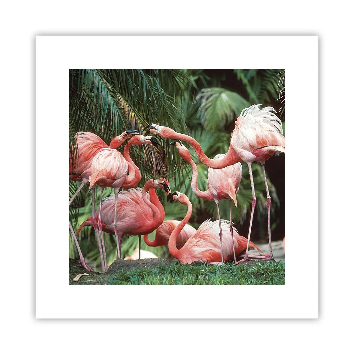 Poster - Nachmittagsklatsch - 30x30 cm