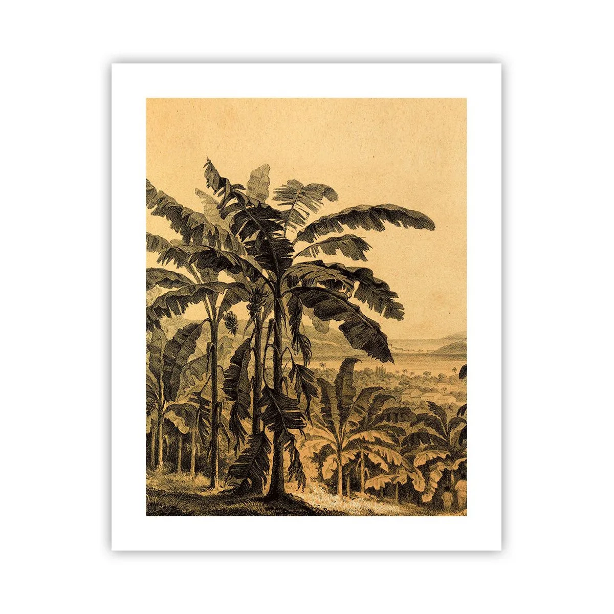Poster - in einem kolonialen Klima - 40x50 cm