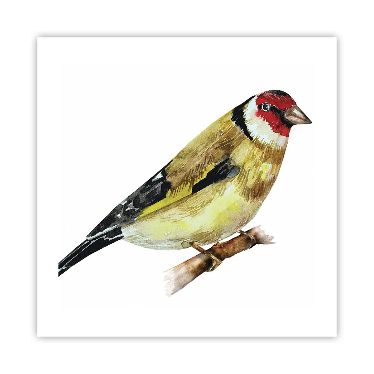 Poster - Vogelporträt - 50x50 cm