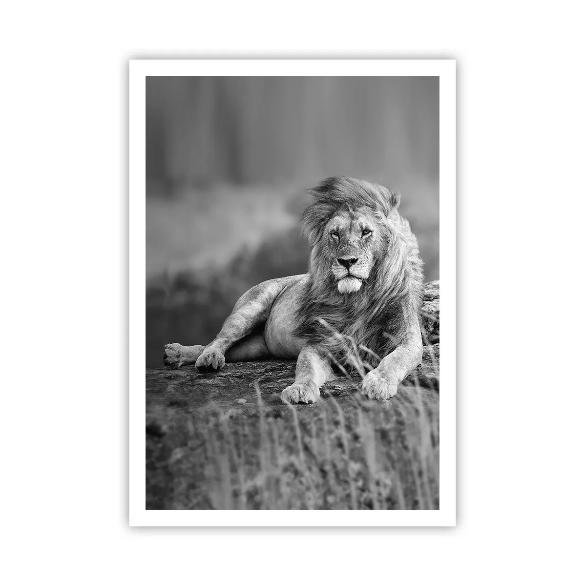 Poster - Königliche Siesta - 70x100 cm