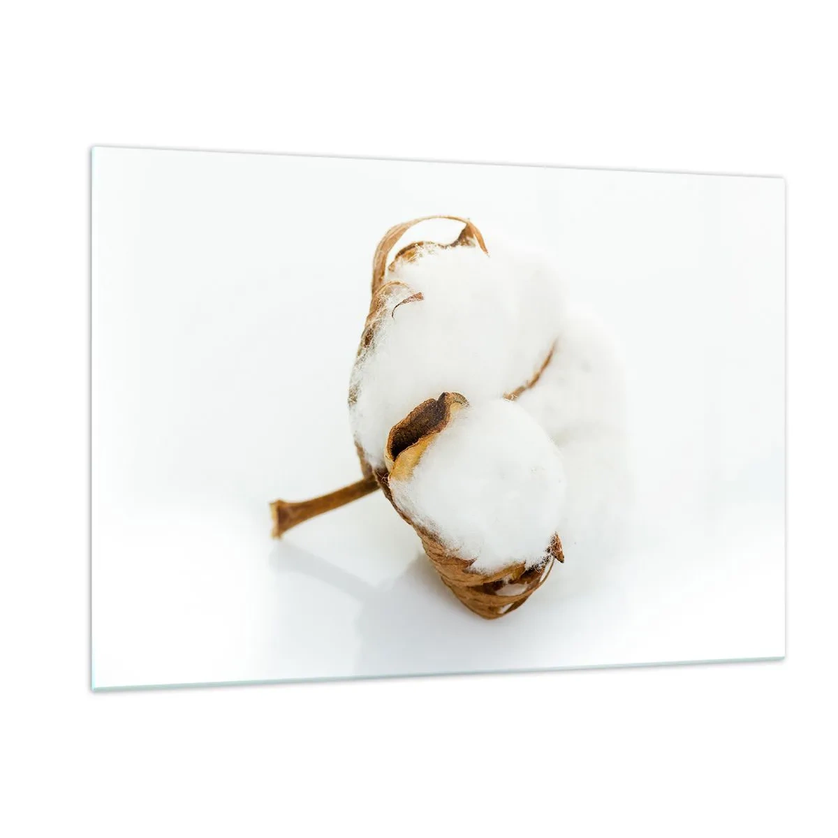 Glasbild - Bild auf glas - Eine einzelne flauschige Baumwollblume auf weißem Hintergrund - 120x80cm - Von Natur aus weich - Moderne Wanddekoration für Wohnzimmer und Schlafzimmer ARTTOR