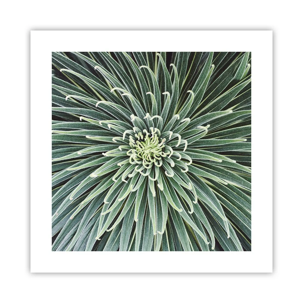 Poster - Ein Star ist geboren - 40x40 cm