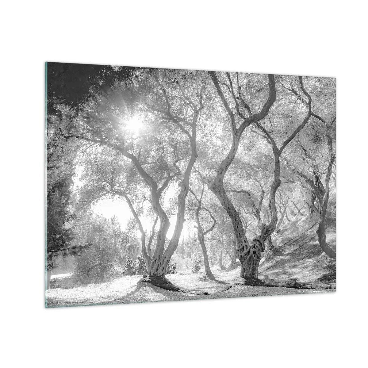 Glasbild - Bild auf glas - Schwarz-weiße Olivenbäume im Sonnenlicht - 70x50cm - Im Olivenhain - Moderne Wanddekoration für Wohnzimmer und Schlafzimmer ARTTOR
