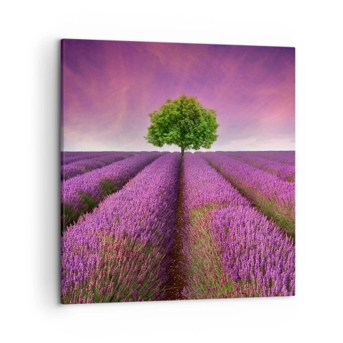 Bild auf Leinwand - Leinwandbild - Auf Lavendelfeldern - 50x50 cm