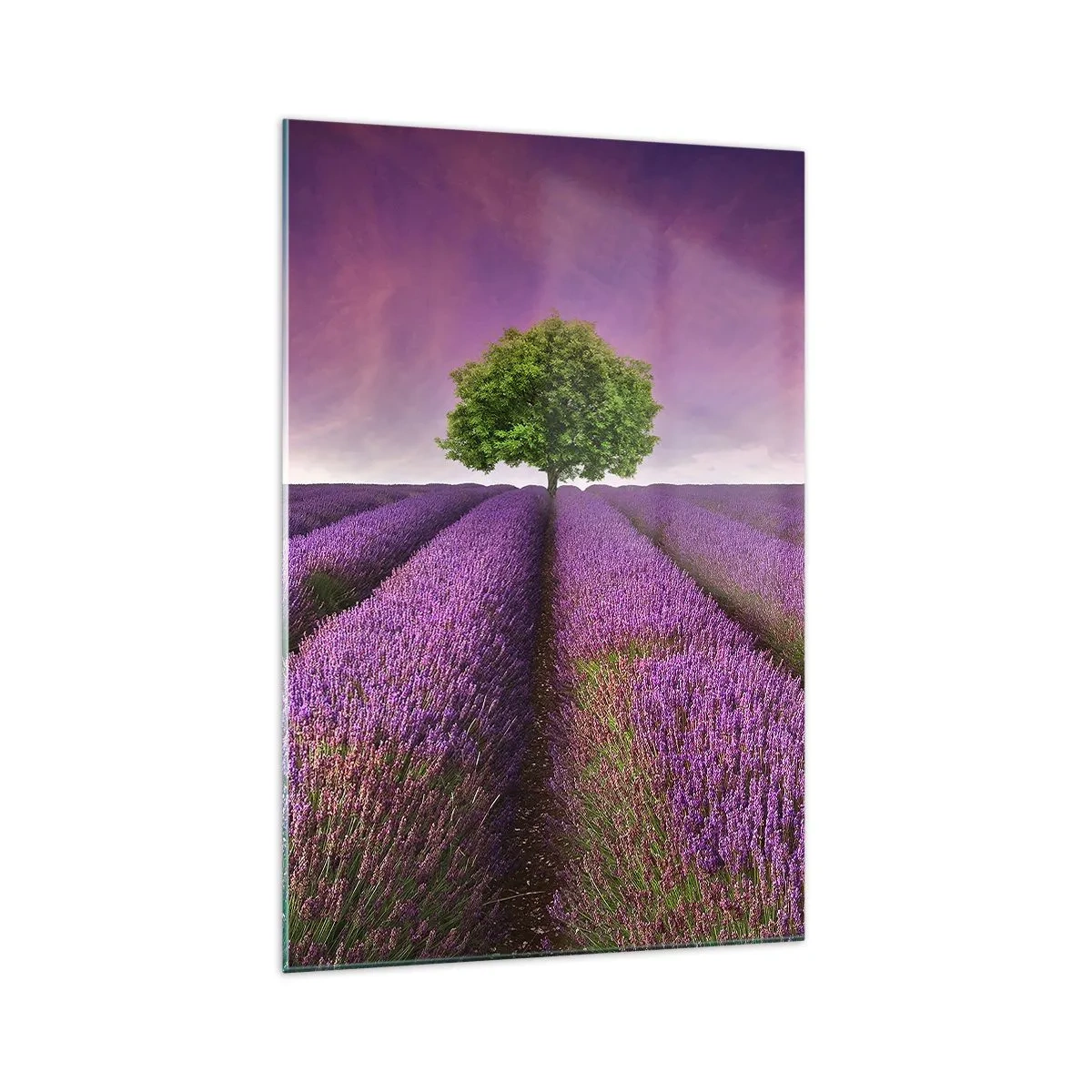 Glasbild - Bild auf glas - Ein Lavendelfeld mit einem einsamen Baum und einem violetten Himmel - 70x100cm - Auf Lavendelfeldern - Moderne Wanddekoration für Wohnzimmer und Schlafzimmer ARTTOR