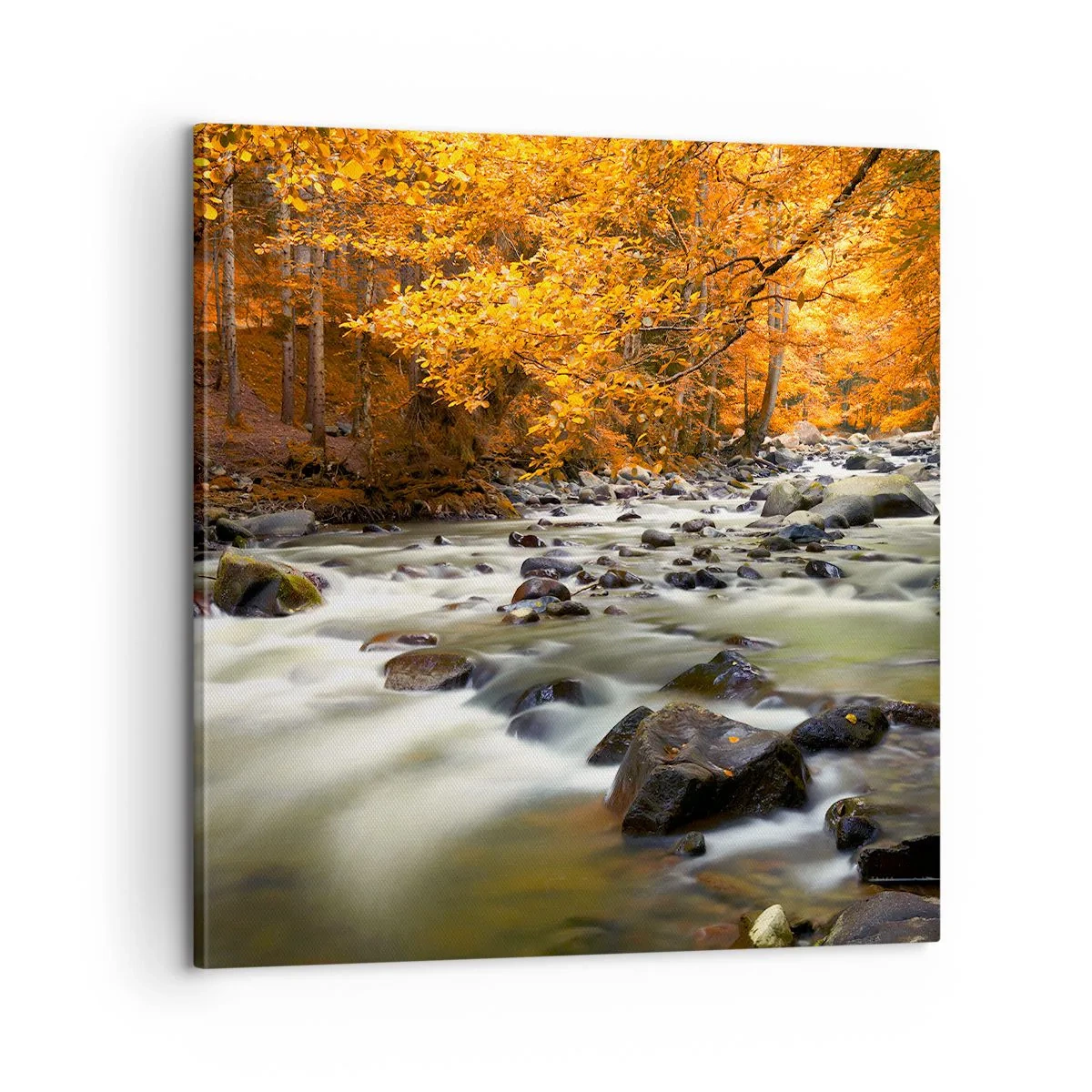 Bild auf Leinwand - Leinwandbild - Ein Bach in einem goldenen Wald - 60x60 cm