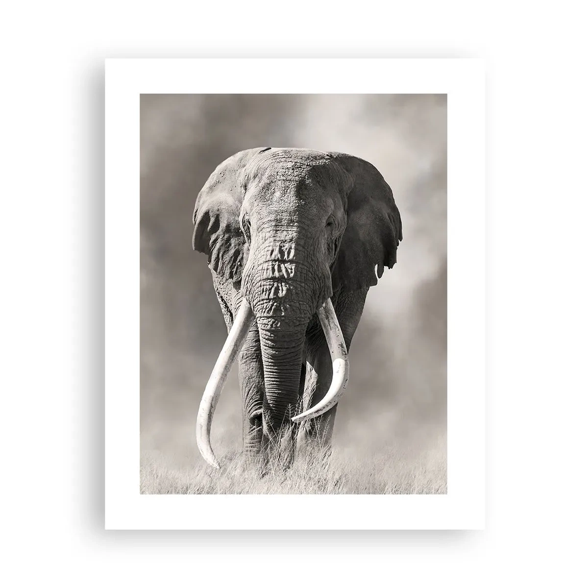 Poster - Afrikanischer Patriarch - 40x50 cm