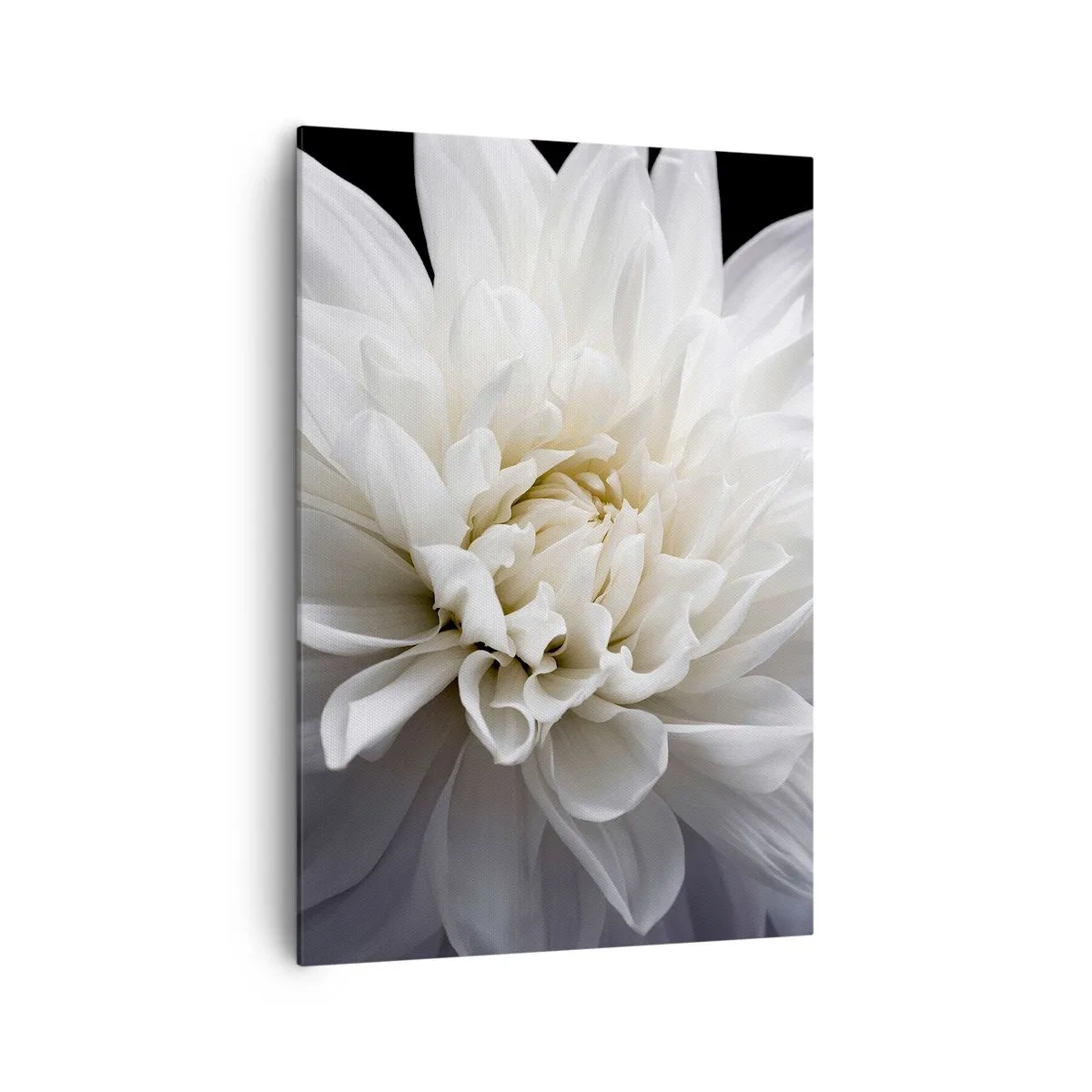 Bild auf Leinwand - Leinwandbild - Eine zarte weiße Blume auf schwarzem Hintergrund in einer eleganten Komposition - 70x100cm - Der Morgen der Braut - Moderne Wanddekoration für Wohnzimmer und Schlafzimmer ARTTOR