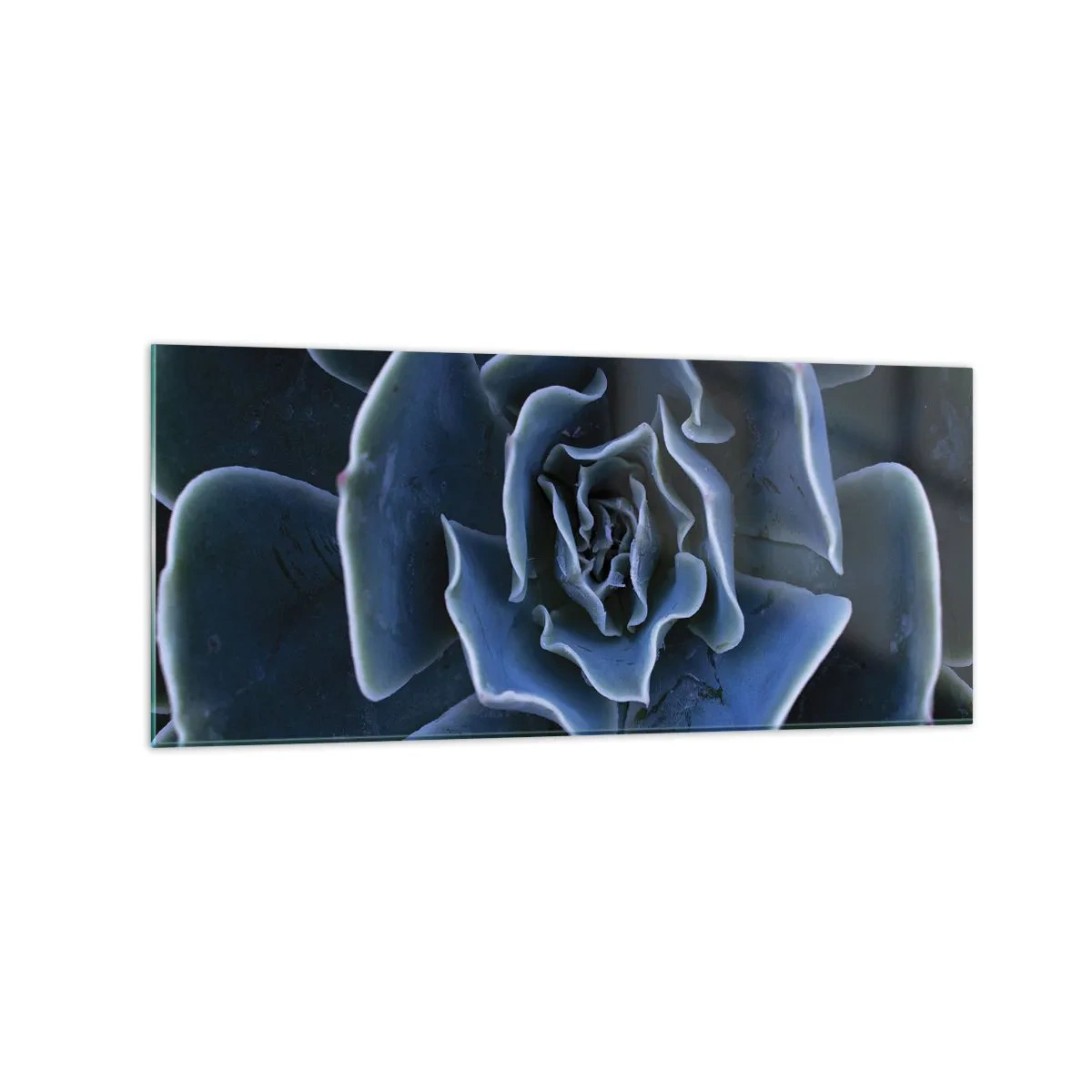 Glasbild - Bild auf glas - Nahaufnahme einer grünen Sukkulentenrosette - 120x50cm - Wüstenblume - Moderne Wanddekoration für Wohnzimmer und Schlafzimmer ARTTOR