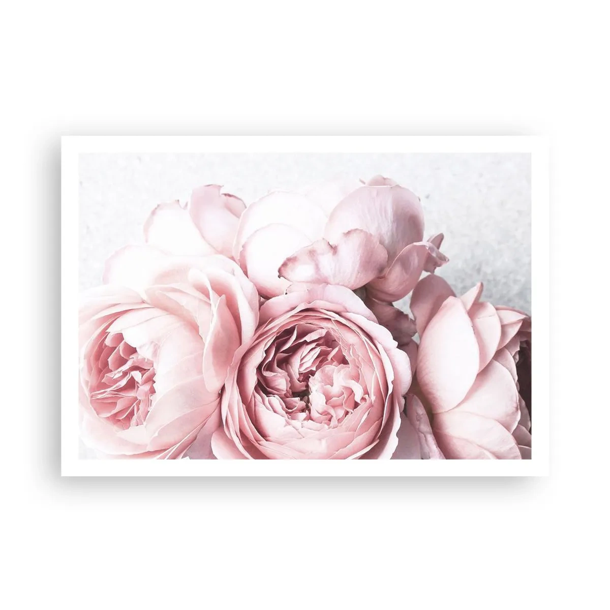 Poster - Rosa Pfingstrosen in sanftem Licht vor hellem Hintergrund - 100x70cm - Für Romantiker - Moderne Wanddekoration für Wohnzimmer und Schlafzimmer ARTTOR