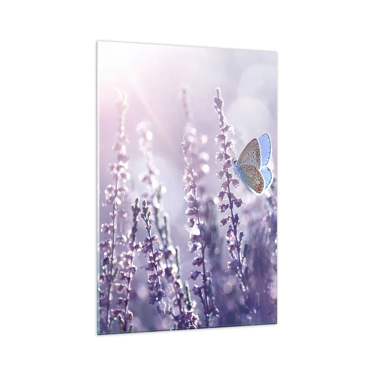 Glasbild - Bild auf glas - Ein Schmetterling auf blühendem Lavendel im Morgenlicht - 70x100cm - Schmetterlingskuss - Moderne Wanddekoration für Wohnzimmer und Schlafzimmer ARTTOR