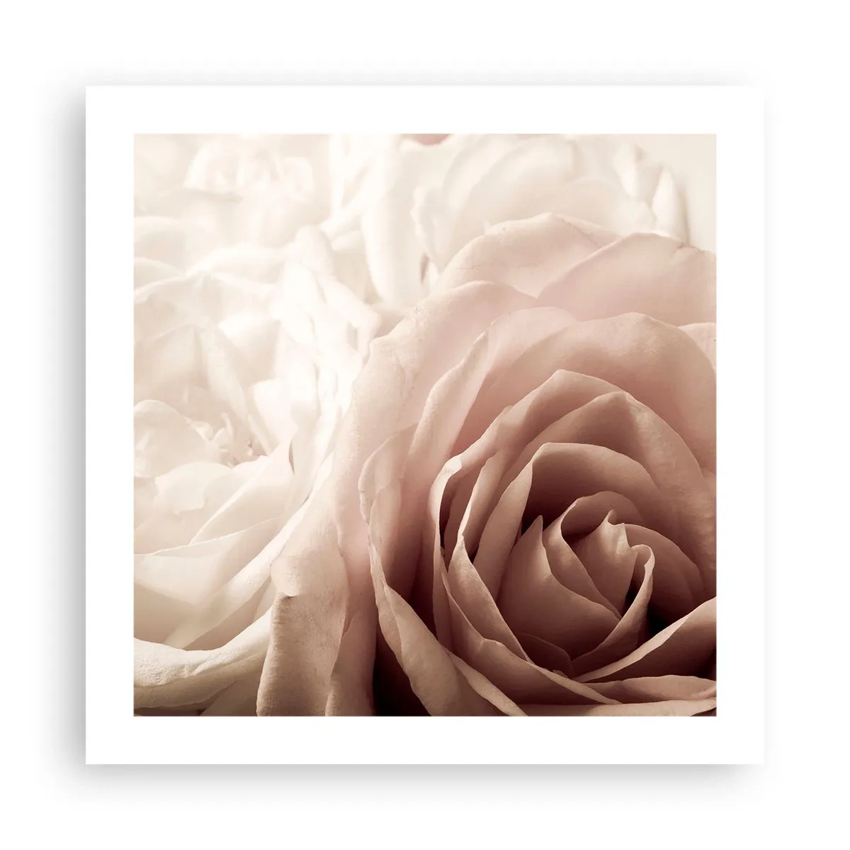 Poster - Im Herzen der Rose - 50x50 cm