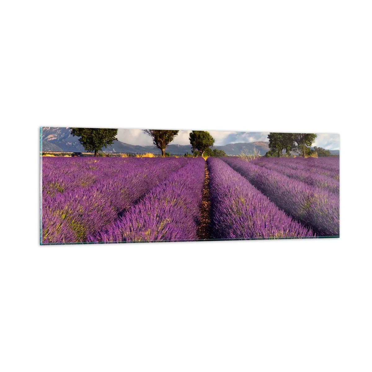 Glasbild - Bild auf glas - Lavendelfelder - 90x30 cm
