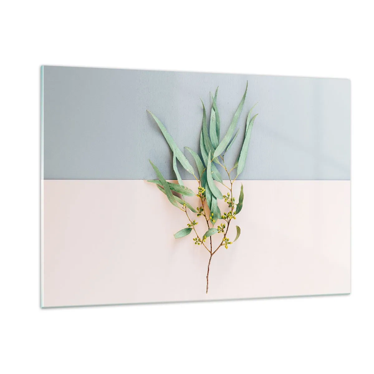 Glasbild - Bild auf glas - Ein Zweig Eukalyptus auf pastellfarbenem Hintergrund - 120x80cm - Pastellige Subtilität - Moderne Wanddekoration für Wohnzimmer und Schlafzimmer ARTTOR