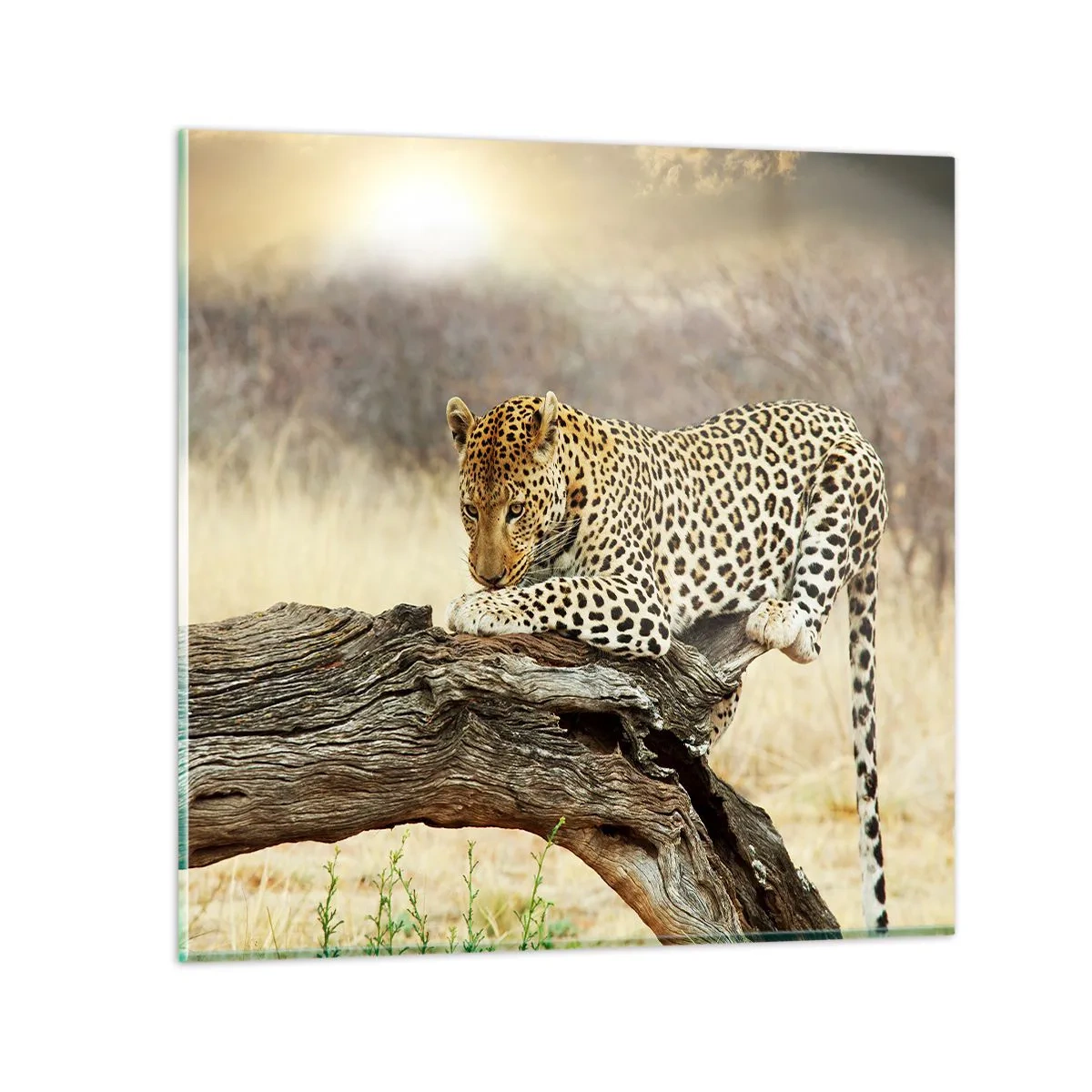 Glasbild - Bild auf glas - Ich gehe meine eigenen Wege - 30x30 cm