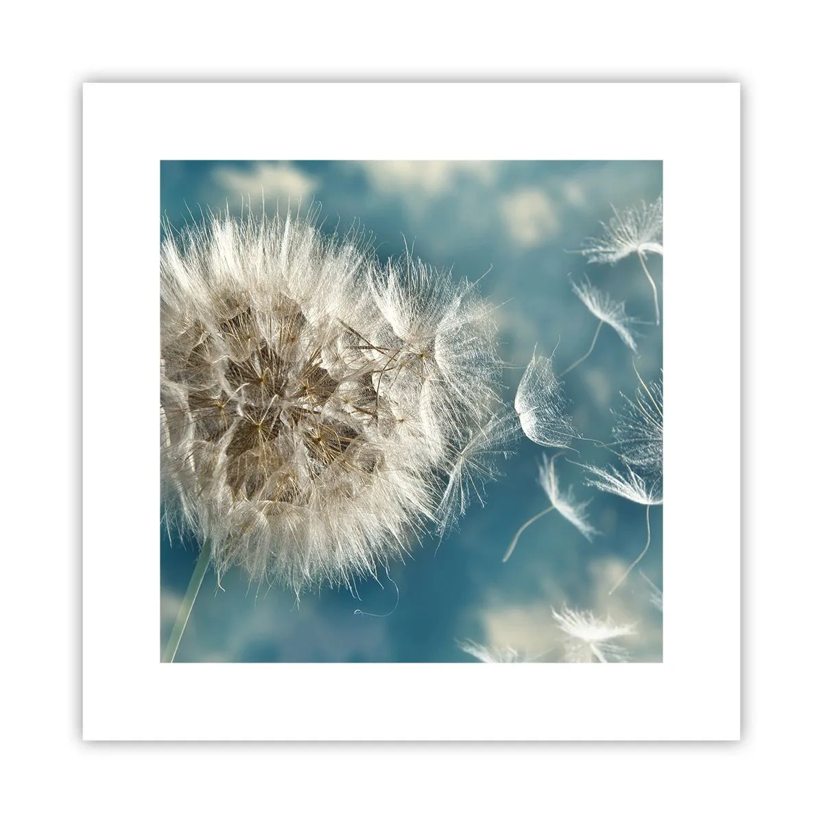 Poster - Engelsatem - 30x30 cm