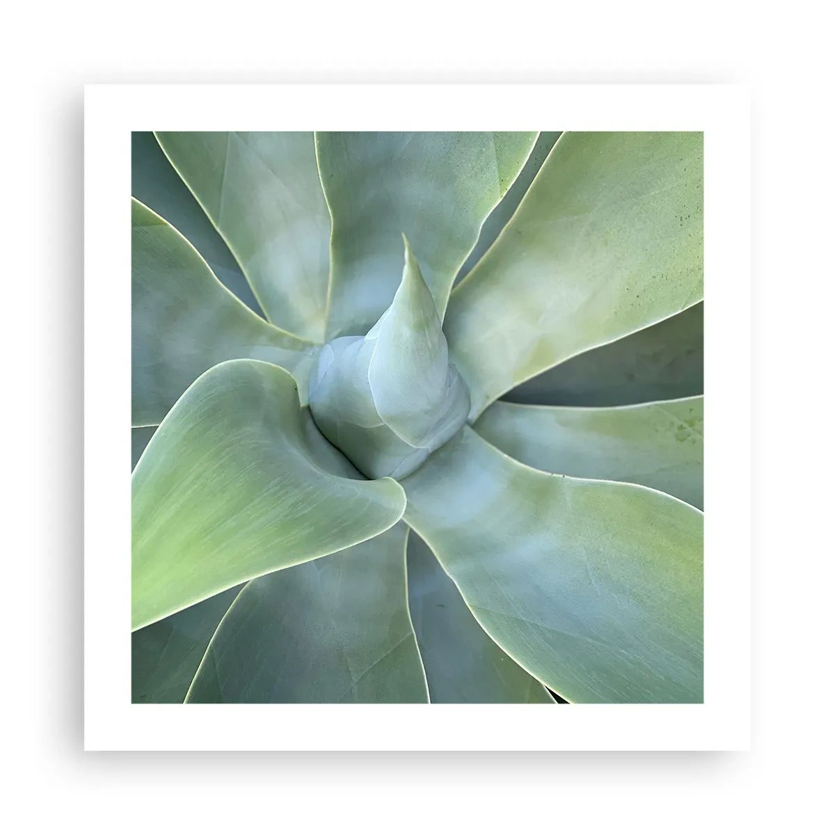 Poster - Geburt des Grüns - 50x50 cm