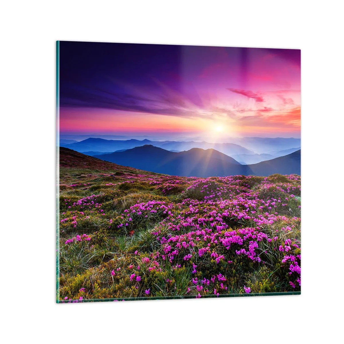 Glasbild - Bild auf glas - Kräuter dufteten nach frischen Trauben von den Feldern - 70x70 cm