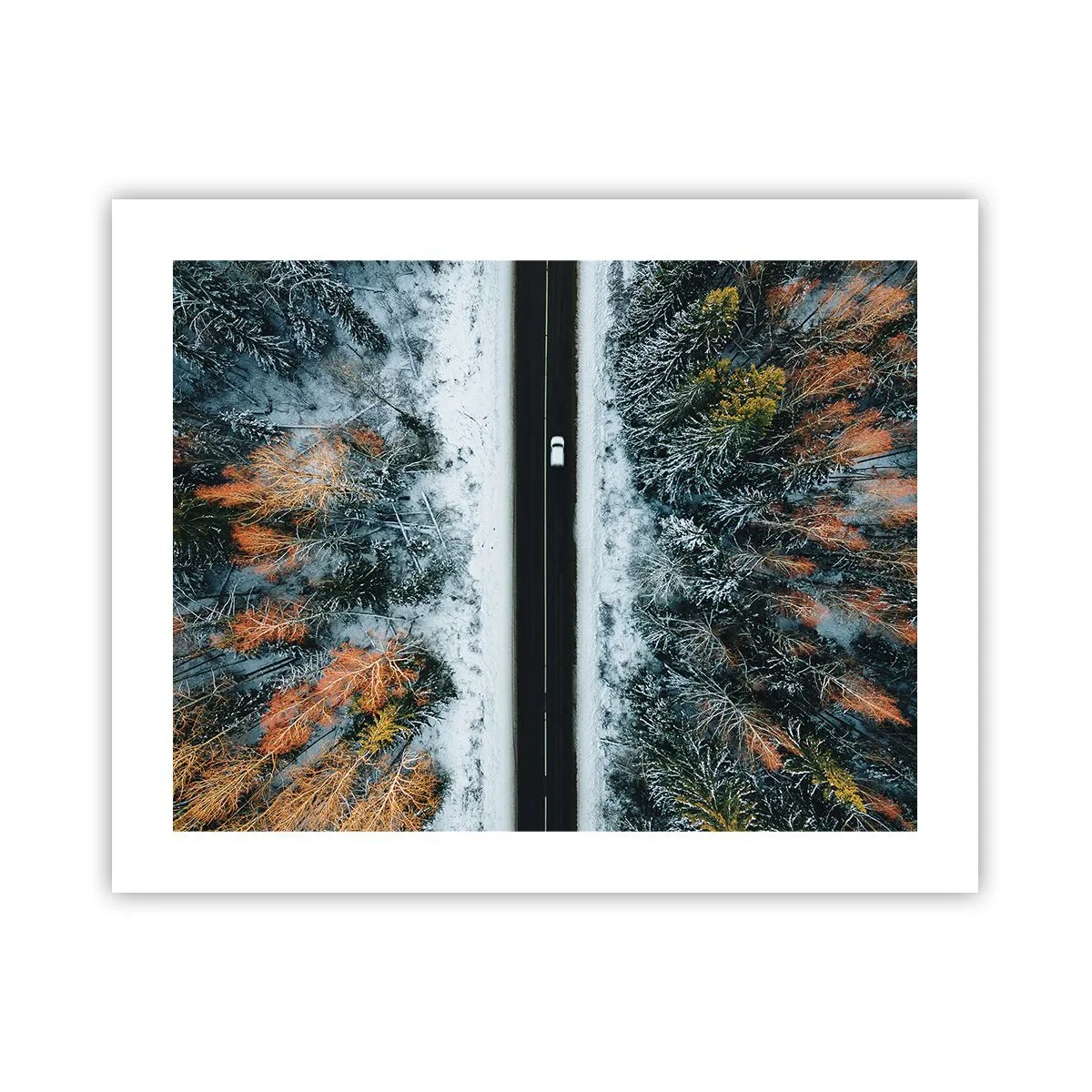 Poster - Schnitt durch den Winterwald - 50x40 cm