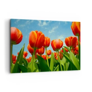 Bild auf Leinwand - Leinwandbild - Ein Feld mit roten und orangefarbenen Tulpen vor blauem Himmel - 100x70cm - Außer dem blauen Himmel brauchen sie nichts in ihrem Leben - Moderne Wanddekoration für Wohnzimmer und Schlafzimmer ARTTOR