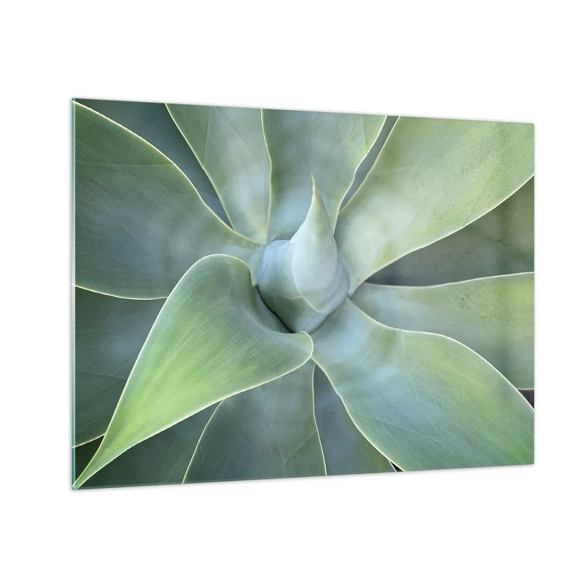 Glasbild - Bild auf glas - Makrofotografie einer grünen Pflanze mit spiralförmigen Blättern - 70x50cm - Geburt des Grüns - Moderne Wanddekoration für Wohnzimmer und Schlafzimmer ARTTOR
