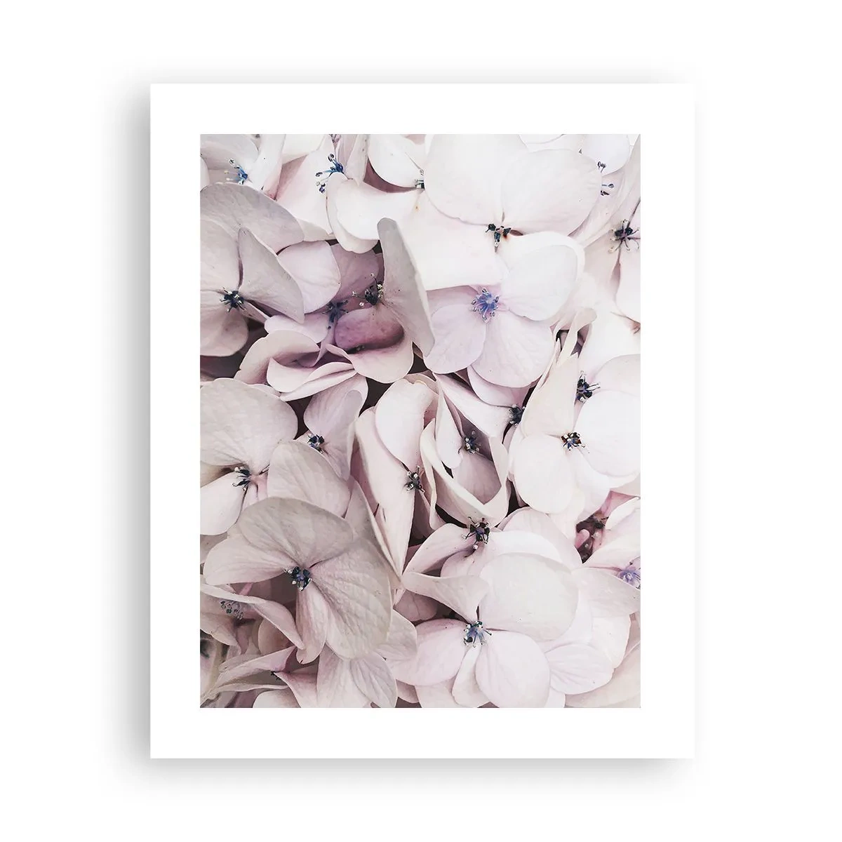 Poster - In einer Blumenflut - 40x50 cm