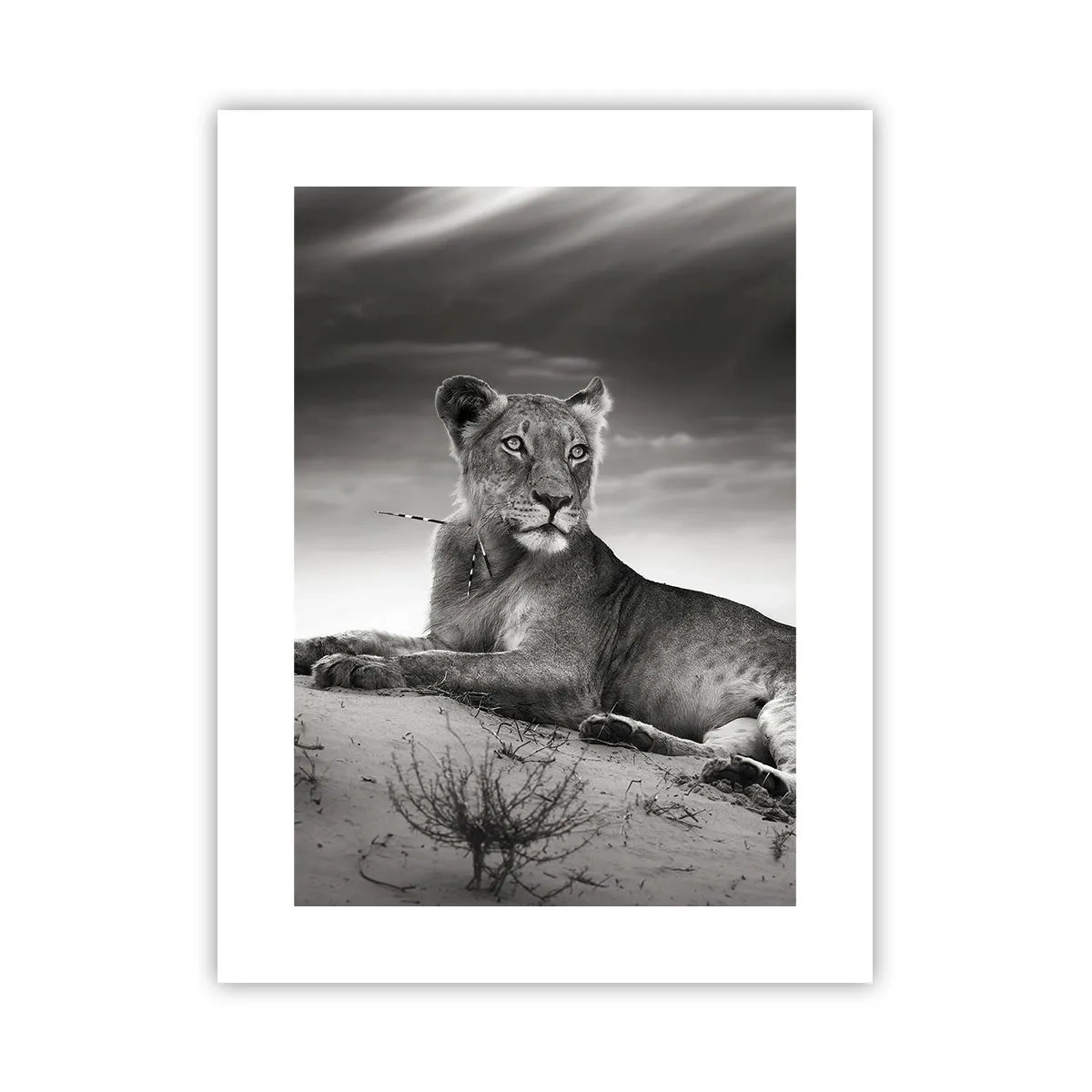 Poster - Die Königin der Wüstenruhe - 30x40 cm