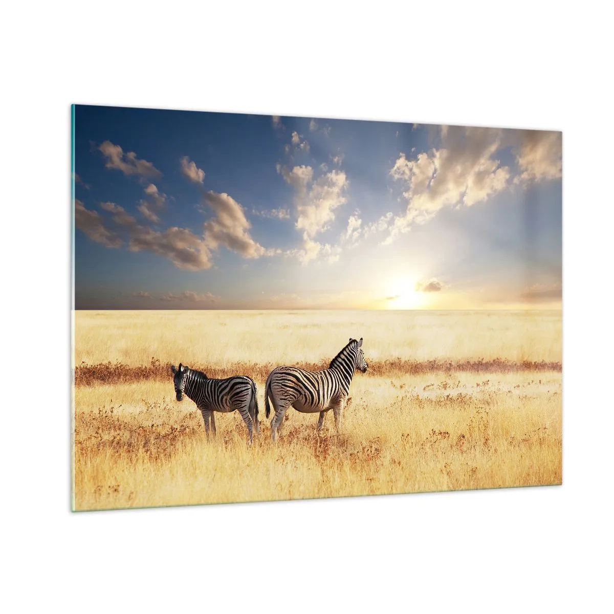 Glasbild - Bild auf glas - Zwei Zebras in der Savanne bei Sonnenuntergang - 100x70cm - Geh weg, sei nicht in Frieden - Moderne Wanddekoration für Wohnzimmer und Schlafzimmer ARTTOR