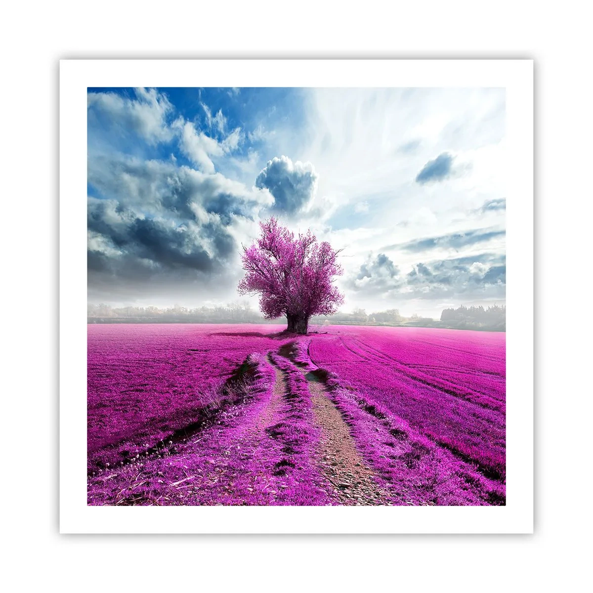 Poster - Heide - Wildnis - 60x60 cm