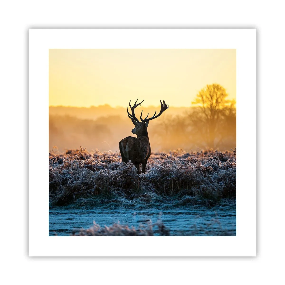 Poster - Gekrönt auf seinem Besitz - 40x40 cm