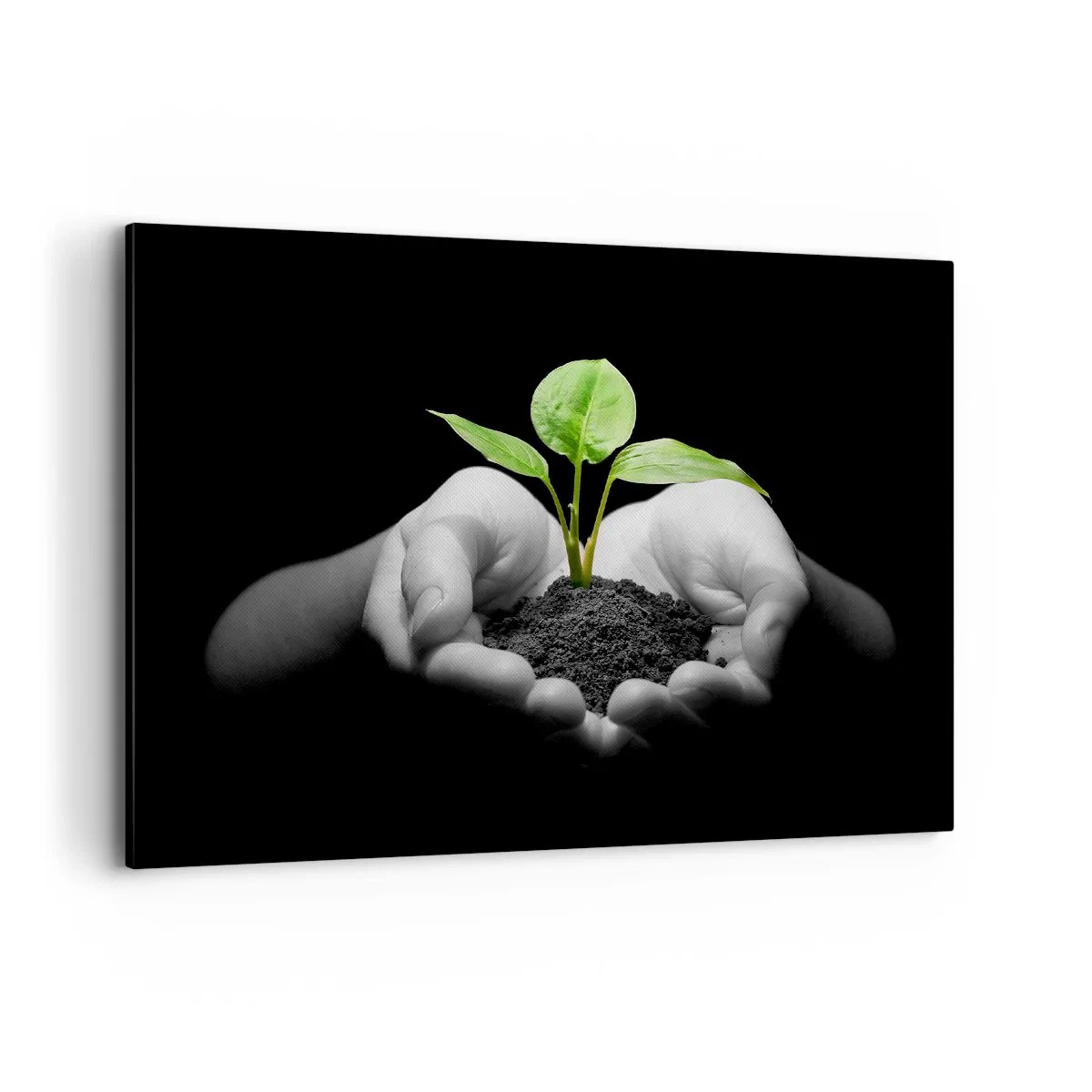 Bild auf Leinwand - Leinwandbild - Hände halten eine grüne Pflanze auf schwarzem Hintergrund - 100x70cm - Ich liebe die Natur, ich beschütze sie - Moderne Wanddekoration für Wohnzimmer und Schlafzimmer ARTTOR
